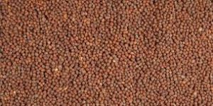 Musterd Seeds