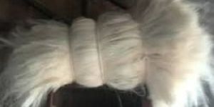 Sisal Fiber