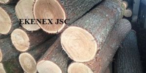 White Oak Logs from Lithuania/russia/ukraine (quercus Robur)