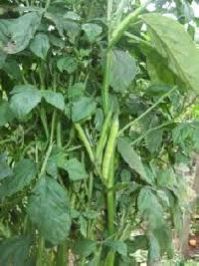 Guar Gum Plant