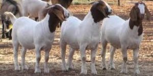 100% Pure Breed Live Boer Goats