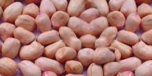 Indian Groundnuts