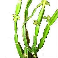 Cissus Quadrangularis