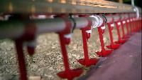Poultry Equipments
