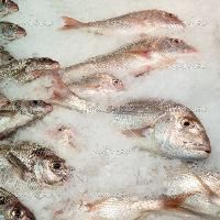 Fresh Chilled Fish