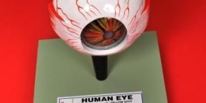 Human Eye Model
