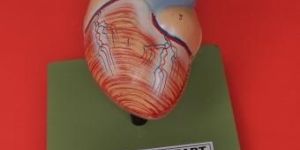 Human Heart Model