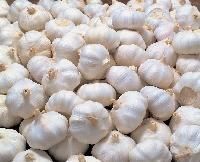 Fresh White Garlic
