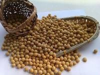 Soya Bean Seeds