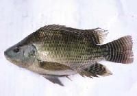 Fresh Sea Water Fish