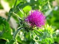 Milk Thistle