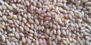 Gay adharit kheti's Wheat.