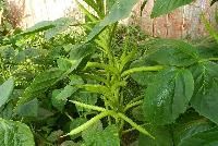 Guar Gum Plant
