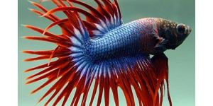 Betta Fish