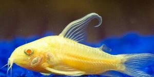 Cat Fish