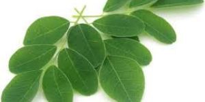 Moringa Leaves