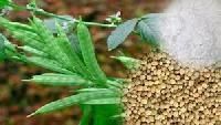 Guar Gum Plant