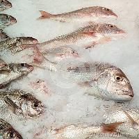 Chilled Fish