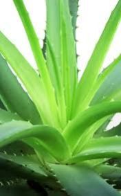 Aloe Vera Plant