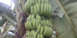 Fresh Green Banana