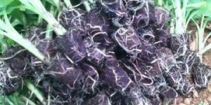 Banana Tissue Culture Plant