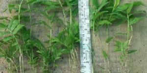 Fruit Plants (Banana plants var. G-9)