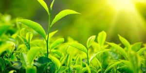 Green Tea Leaves