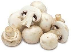 Oyster Mushroom