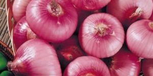 Fresh Red Onion
