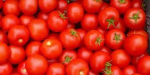 Fresh Tomato