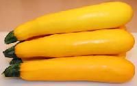 Yellow Zucchini