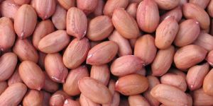 Groundnut Kernels