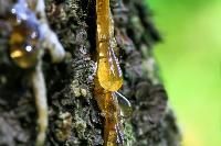 Natural Gum
