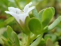 Bacopa Monnieri