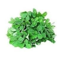 Fenugreek Leaf