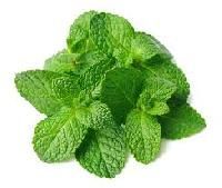 Mint Leaf