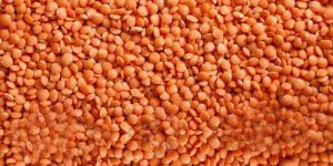 Red Lentils