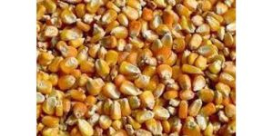 Yellow Corn Seeds