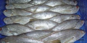 Frozen Silver Croaker Fish