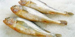 Frozen Yellow Croaker Fish