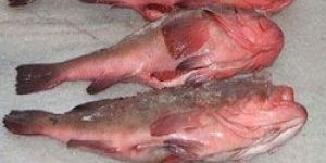 Frozen Reef Cod Fish