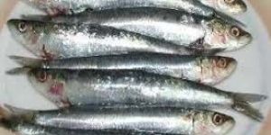 Frozen Whole Sardine Fish