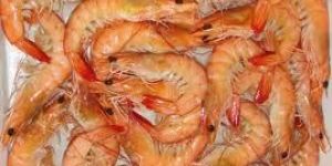 Frozen Vannamei Shrimp
