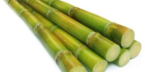 Sugarcane Sticks