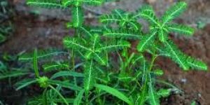 Phyllanthus Amarus (Keela Nalli)