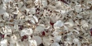 Fresh Oyster Mushroom