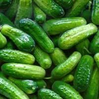 Fresh Gherkins