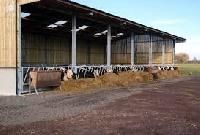 Cattle Shed