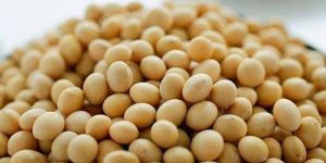 Soybean Seeds