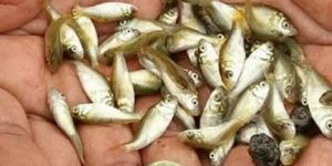 Common Carp Fish Seeds